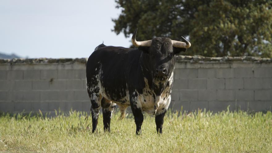 Toro primer plano