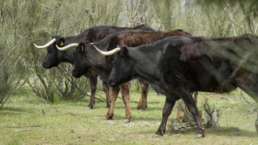Vacas
