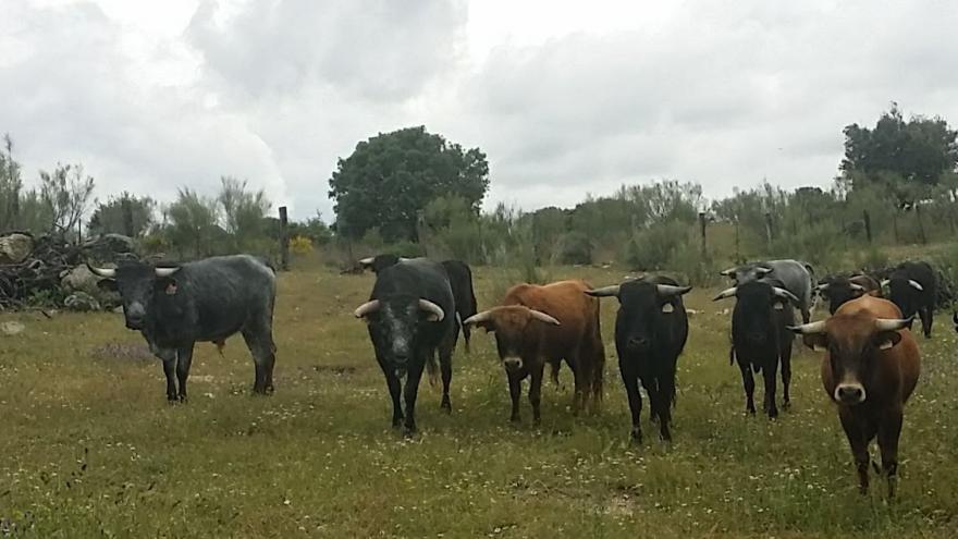 Novillos