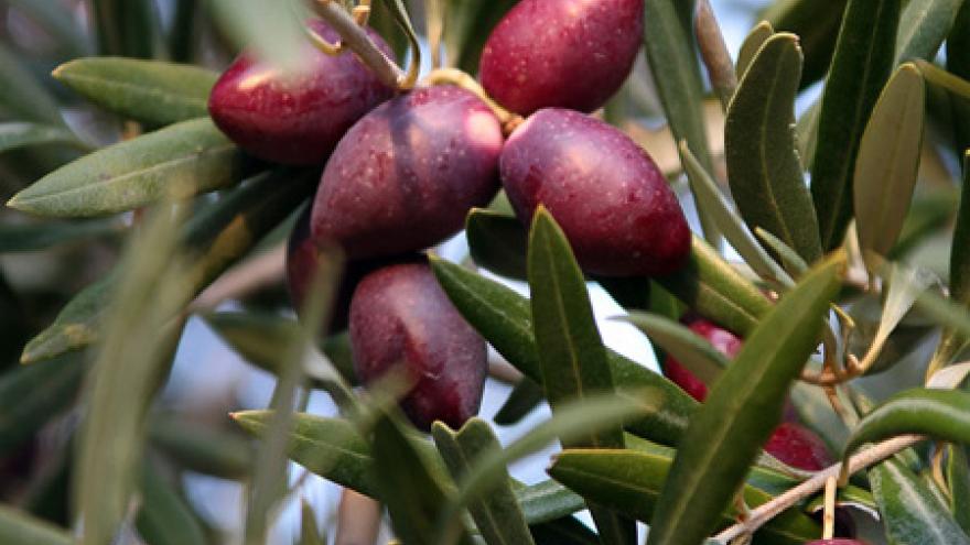 DC Royal Field Olives