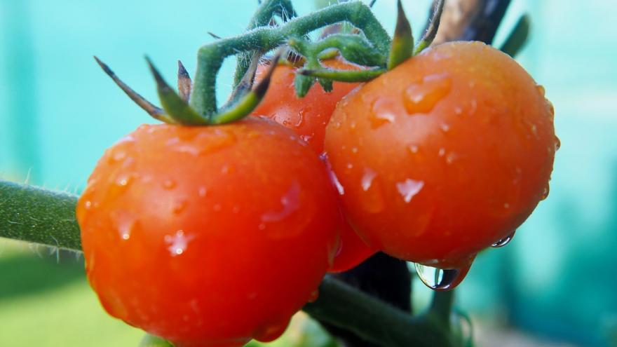 Tomates huerta