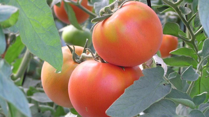 racimo de tomates en tomatera