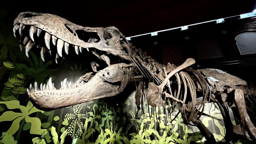 Dinosaurio MARPA