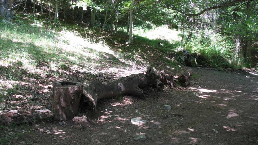 Bancos de descanso en la Senda del río Jarama, en el Hayedo de Montejo