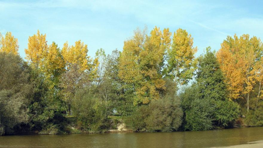 Mural este.Río rodeado de árboles