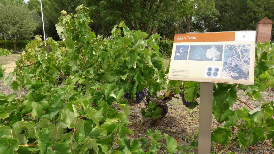 Variedad Jaen Tinto