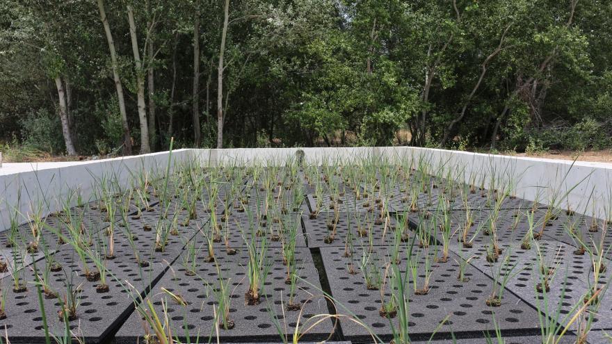 La Comunidad de Madrid impulsa un proyecto piloto para depurar las aguas con plantas