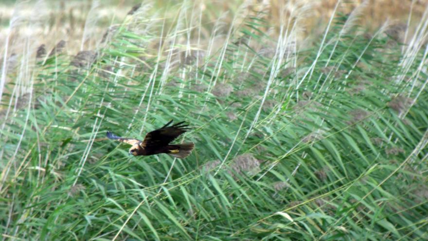 Fauna_Aguilucho lagunero