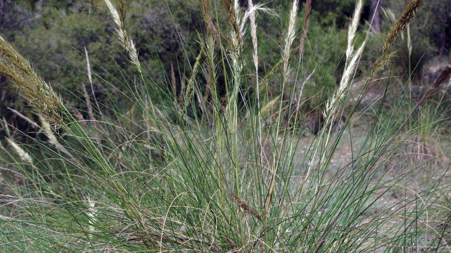 Flora_Esparto (Stipa tenacissima)