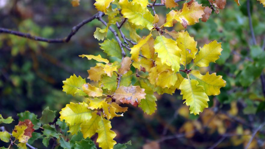 Flora_Quejigo (Quercus faginea)