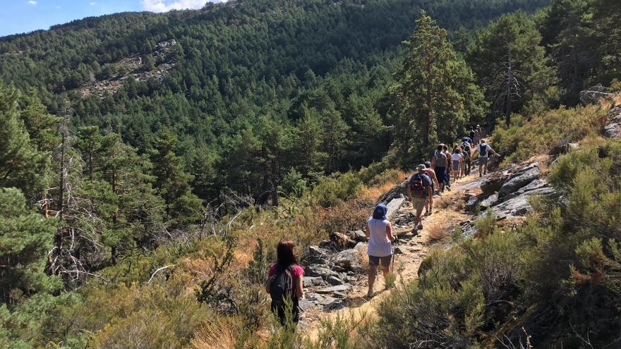 Senda por el pinar de Canencia