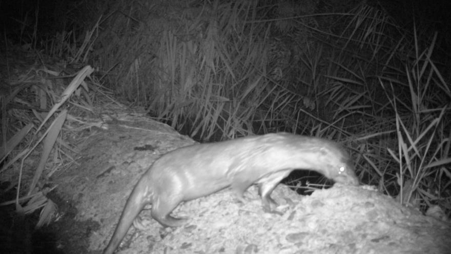 Fauna_Nutria (foto nocturna)