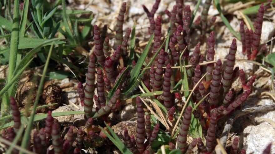 Flora_Microcnemum coralloides