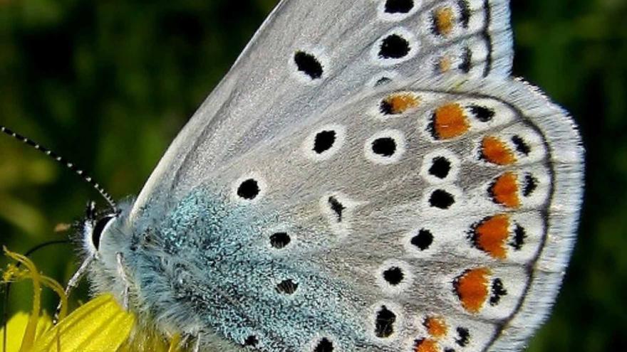 Fauna_Plebejus hespericus