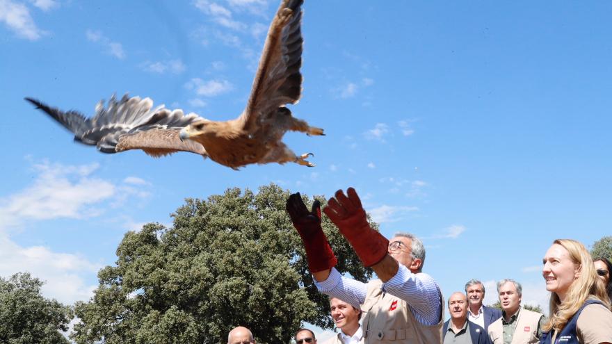 El Parque ha acogido la suelta de dos águilas imperiales ibéricas del Centro de Recuperación de Animales Silvestres