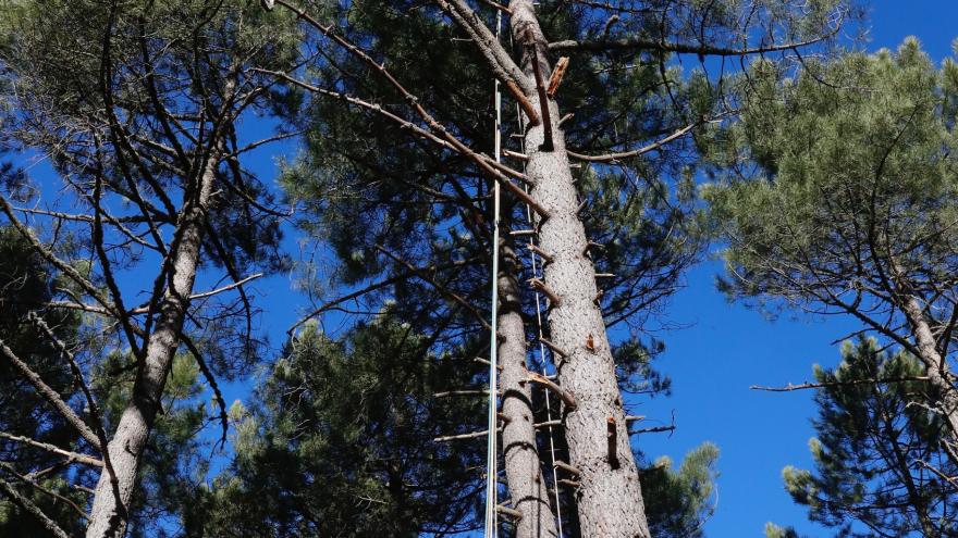 La Comunidad de Madrid incrementa un 57 % el presupuesto de los agentes forestales en 2019