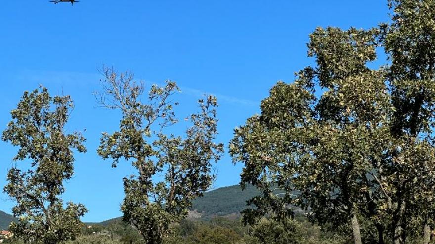 Fotografía de unas vacas en el campo pastando