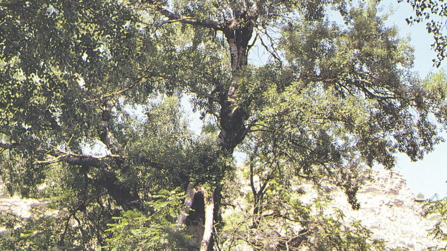 Árbol singular. Álamo blanco de la Presa del Rey. Rivas Vaciamadrid