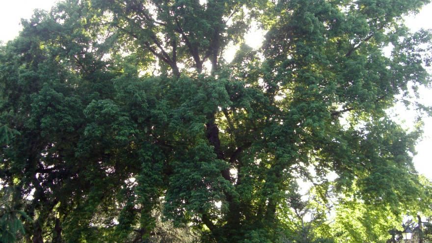 Árbol singular. Arce plateado. Jardines de Cecilio Rodríguez. Madrid