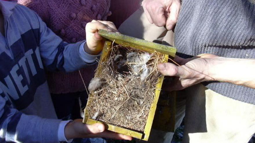 Taller de cajas nido en el Centro de educación ambiental Caserío de Henares