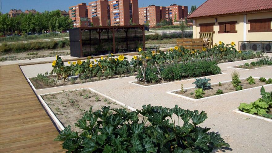 Huerto en el Centro de educación ambiental Bosque Sur