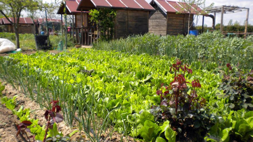 Huertos de ocio en el Centro de educación ambiental Caserío de Henares