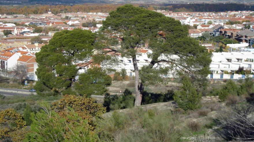 Árbol singular. Pino del Parnaso. Aranjuez