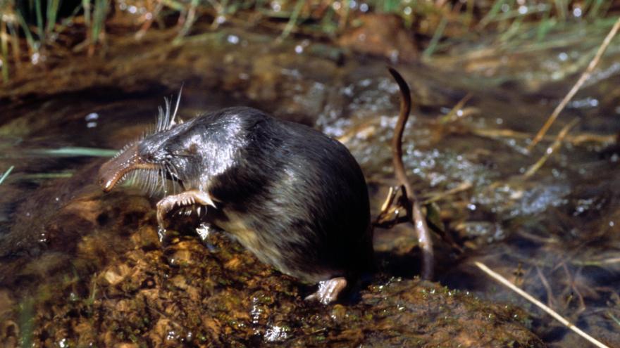 Fauna_Desmán de los Pirineos