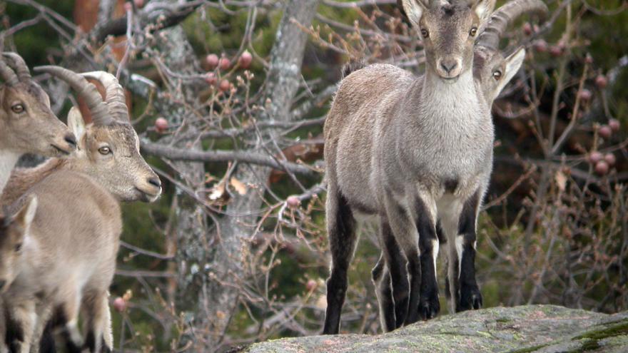 Fauna_Cabra montés