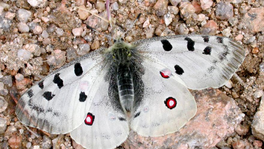 Fauna_Parnassius apollo