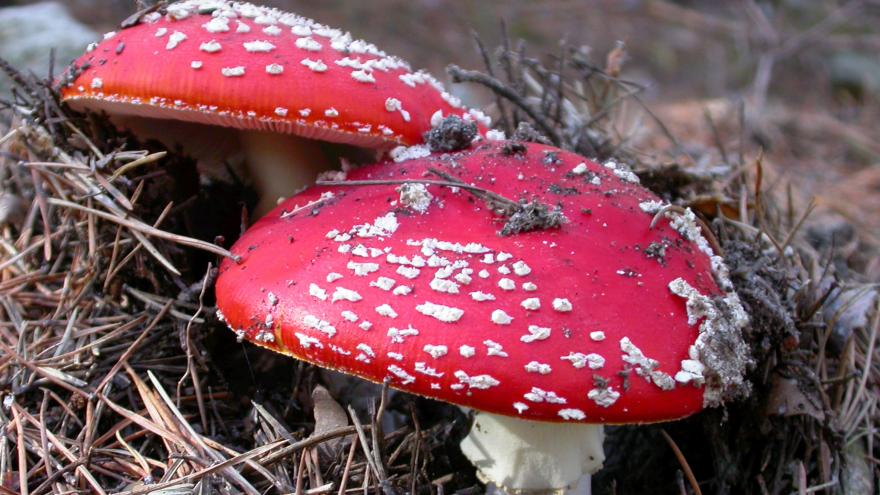 Flora_Amanita muscaria