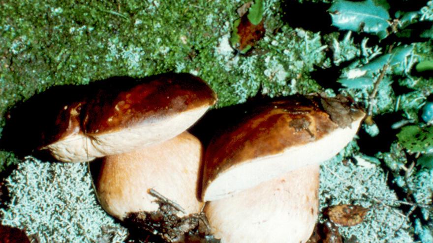 Flora_Boletus