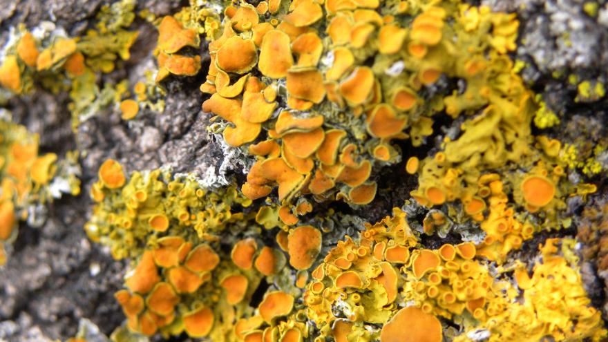 Flora_Xanthoria parietina