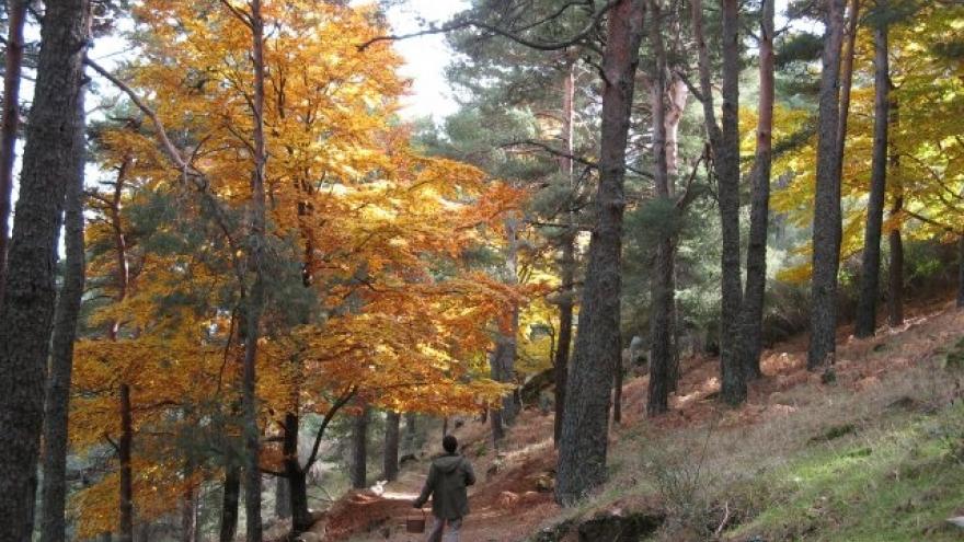 Senda próxima al Centro de Educación ambiental Arboreto Luis Ceballos 