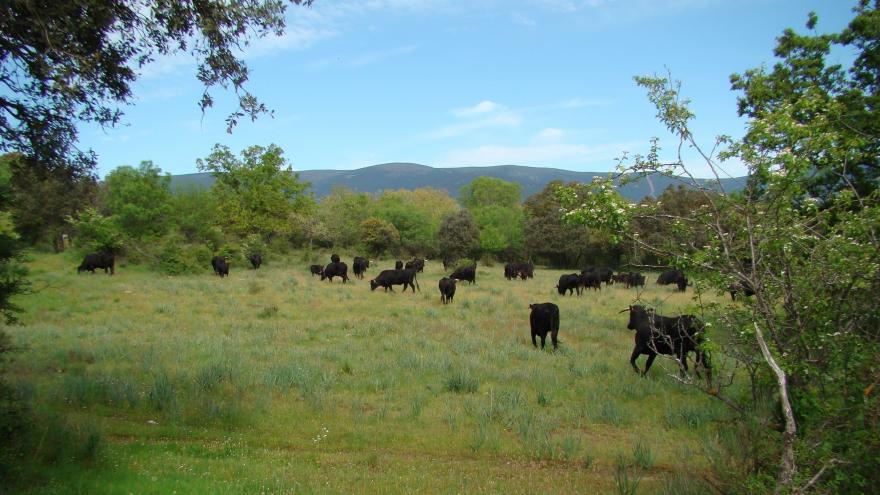 Campo con vacas en la finca Riosequillo