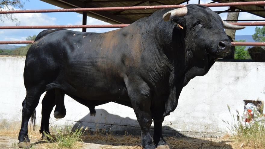 semental de raza avileña en el campo