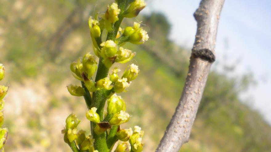 Plantas del pistacho