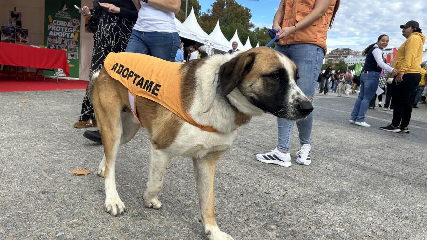 adopción de animales