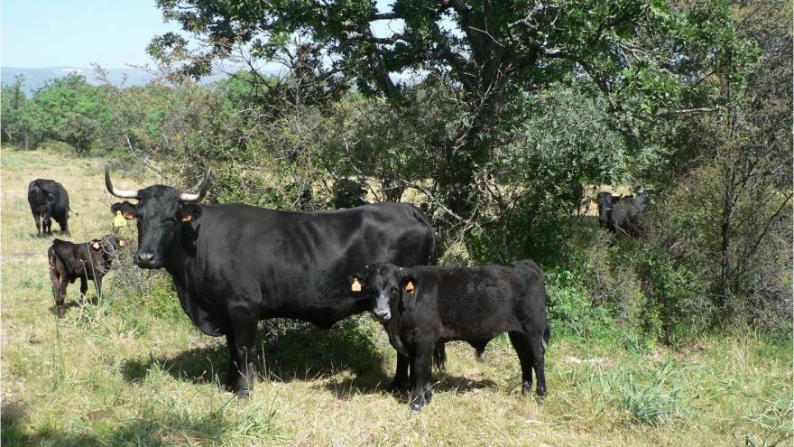 Vaca y su cria en Riosequillo