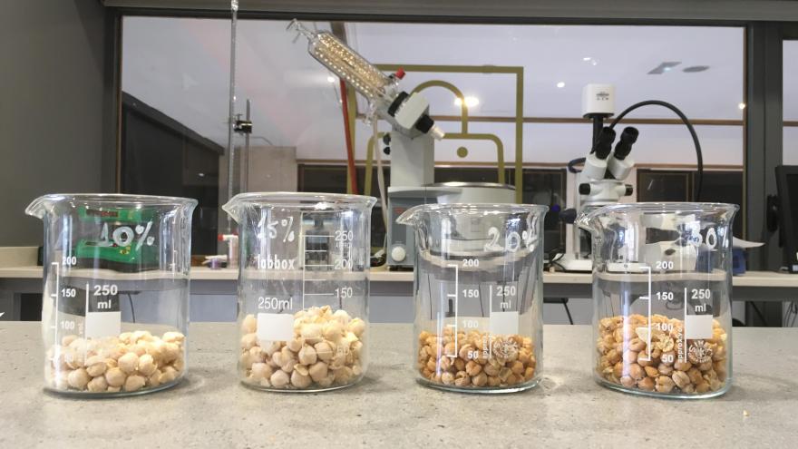 botes de cristal con garbanzos en laboratorio