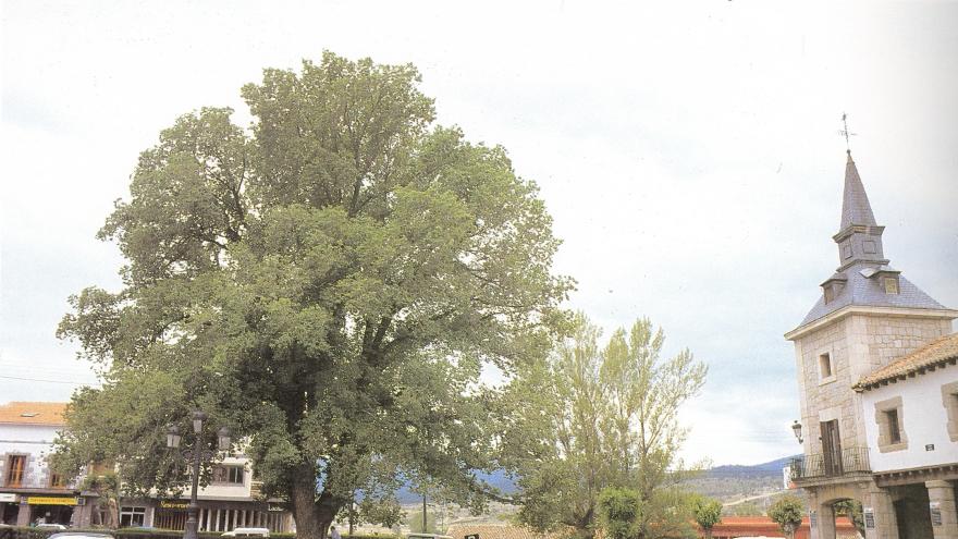 Árbol singular. Olmo del Ayuntamiento. Guadarrama