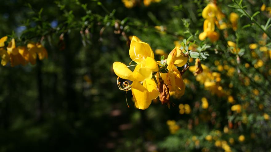 Primavera en el Hayedo de Montejo