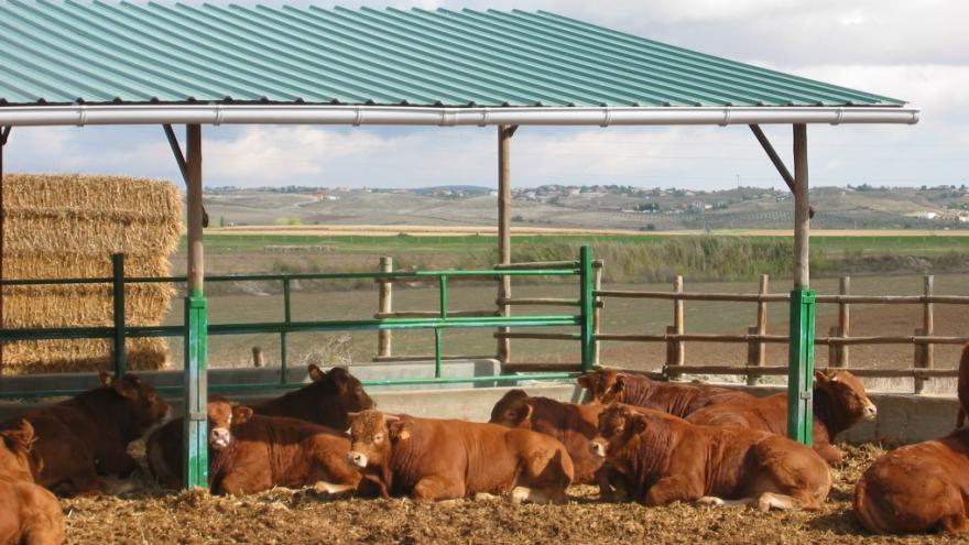 vacas en un centro de testaje