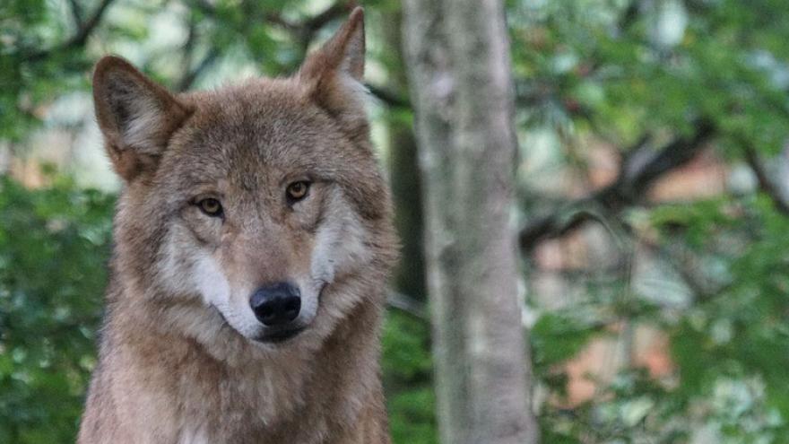 Lobo bosque Foto lobo