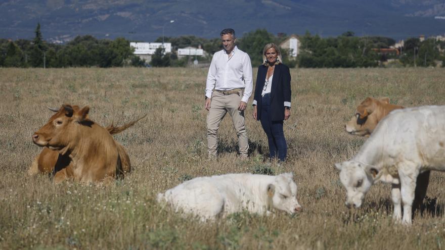 El consejero Carlos Novillo durante su visita a una ganadería de vacuno en Collado Villalba