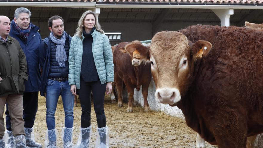 Paloma Martín en la subasta de ganado de raza limusín