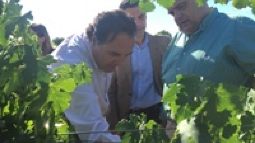 Imagen de cabecera #0 de la página de "Los Vinos de Madrid incrementan sus ventas más de un 3 por ciento durante el primer semestre de 2015"