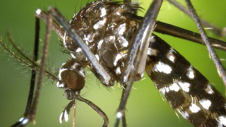 Imagen macro pequeña de un mosquito tigre