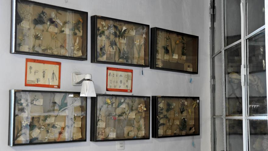 Gabinete de Historia Natural primera sala detalle modelos pedagógicos de tela