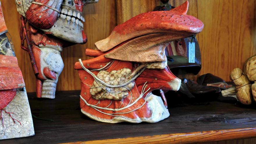 El Gabinete de Historia Natural en la segunda sala con modelos anatómicos Ojo con corte vertical Encéfalo y Lengua